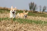CORGI PEMBROKE 258